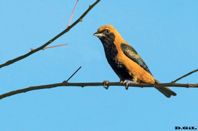 (Macho)  SAÍRA AMARELA (Tangara cayana)